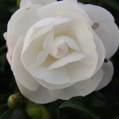 CAMELLIA sassanqua Early Pearly  C5 50/60