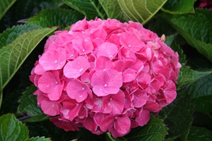 HYDRANGEA macrophylla Masja  C5