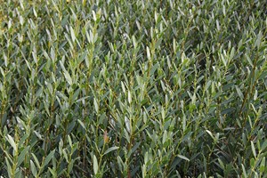 PHILLYREA angustifolia C10-12 100/120+