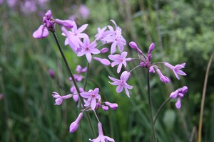 TULBAGHIA violacea Gdt9