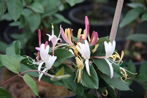 LONICERA Japonica Chinensis   Gdt9