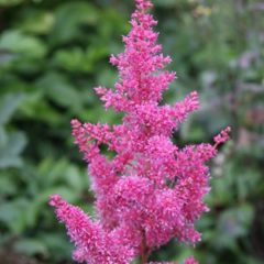 ASTILBE chinensis Vision in Pink C5