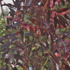 FRAXINUS angustifolia raywood Rn Tige 8/10