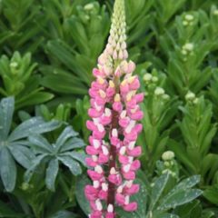 LUPIN Russel  GDT9