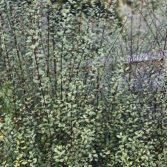 PITTOSPORUM tenuifolium Green elf  C5 60/80